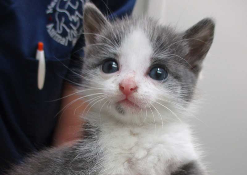 Carousel Slide 4: Puppy & Kitten Care